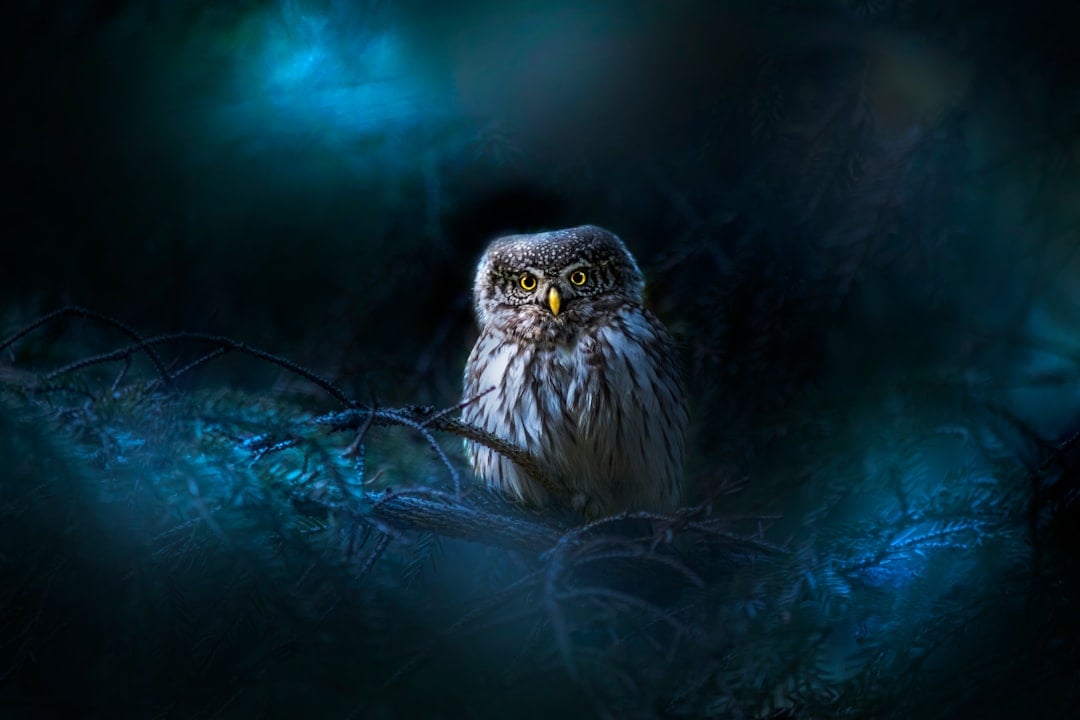 Your Nocturnal Nature (Image Credits: Unsplash)