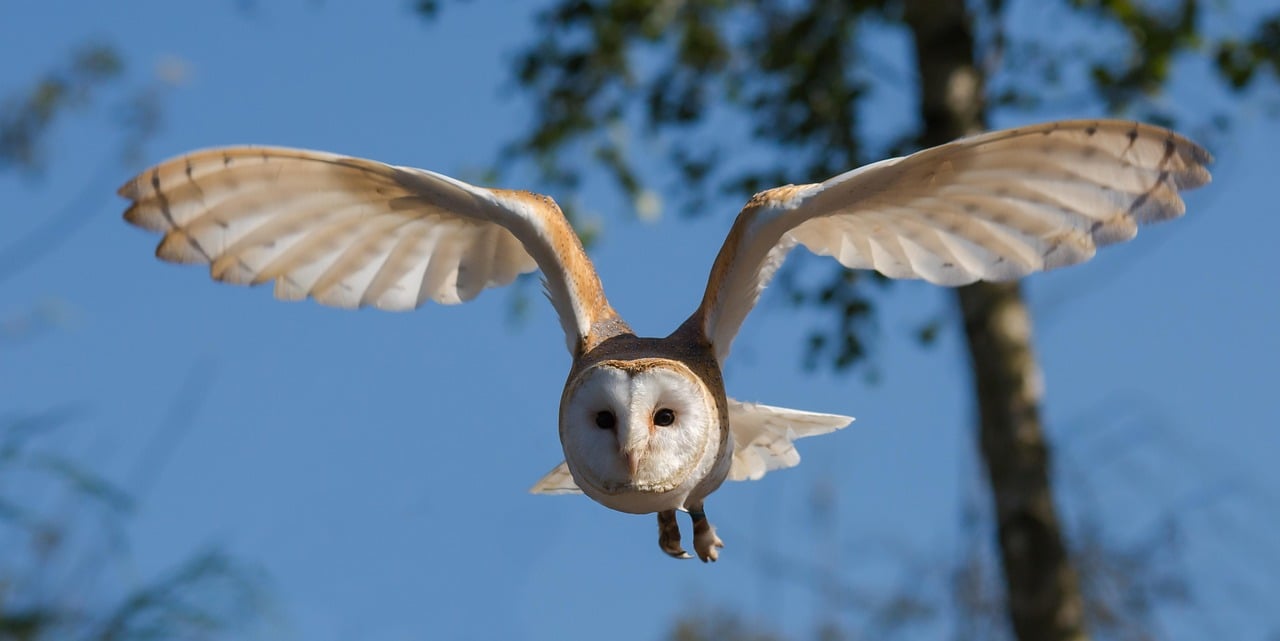 The Barn Owl's Emotional Intelligence (Image Credits: Pixabay)