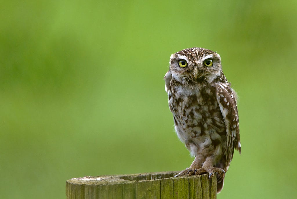 The Little Owl's Hidden Depths (Image Credits: Flickr)