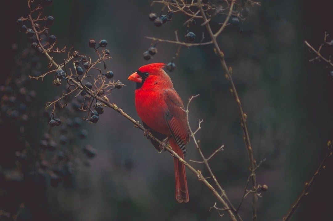 Aries: The Bold Cardinal (Image Credits: Unsplash)