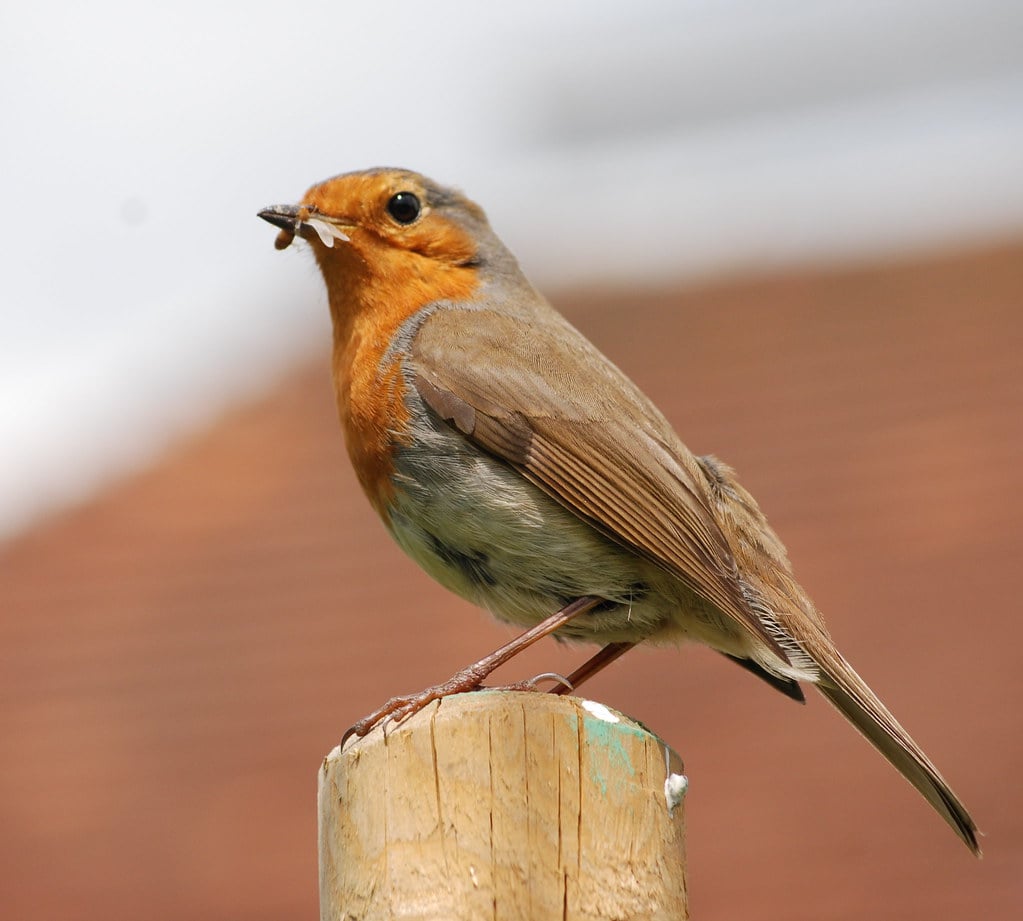 Taurus: The Dependable Robin (Image Credits: Flickr)