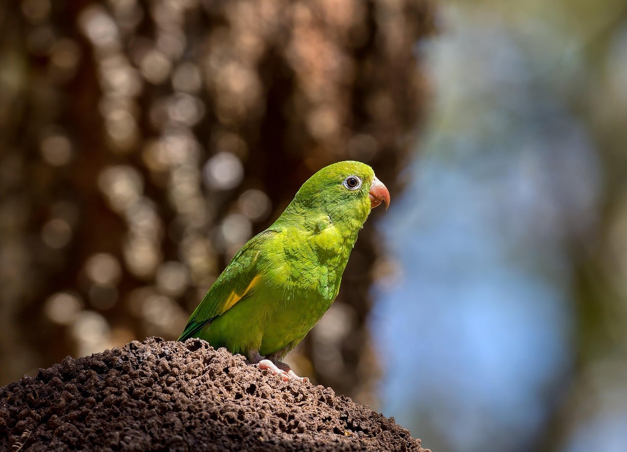 Gemini: The Clever Parrot (Image Credits: Pixabay)