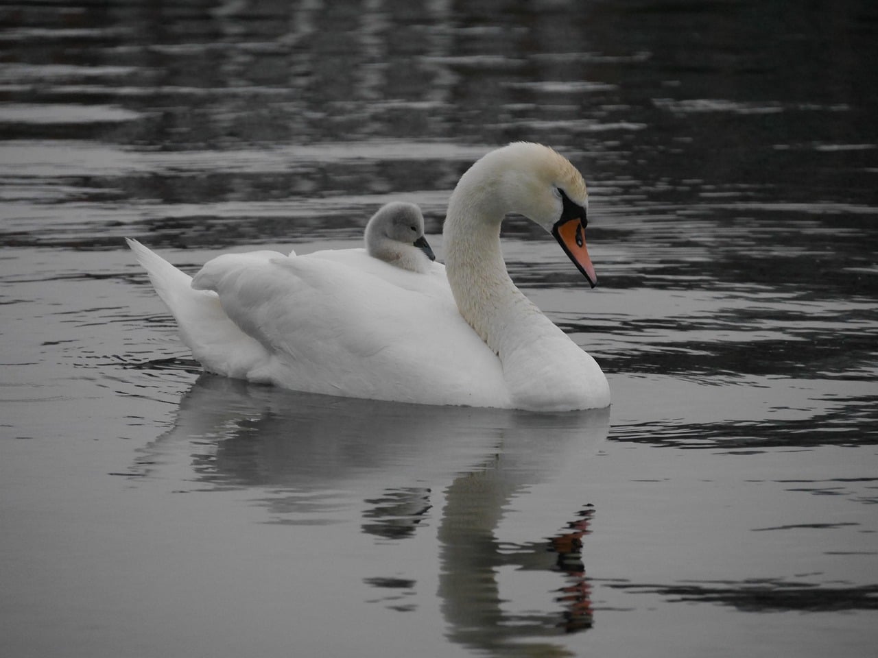 Cancer: The Nurturing Swan (Image Credits: Pixabay)