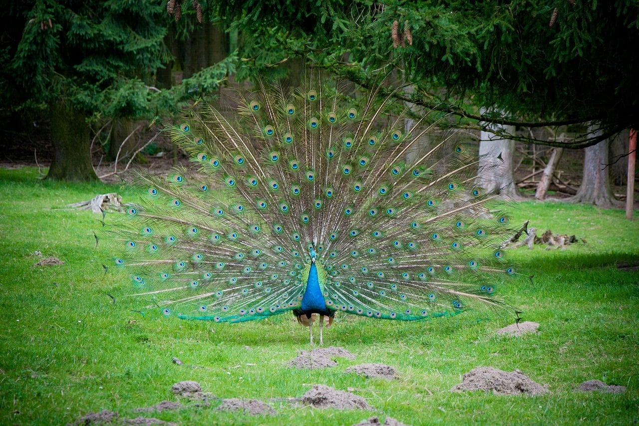 Leo: The Majestic Peacock (Image Credits: Pixabay)