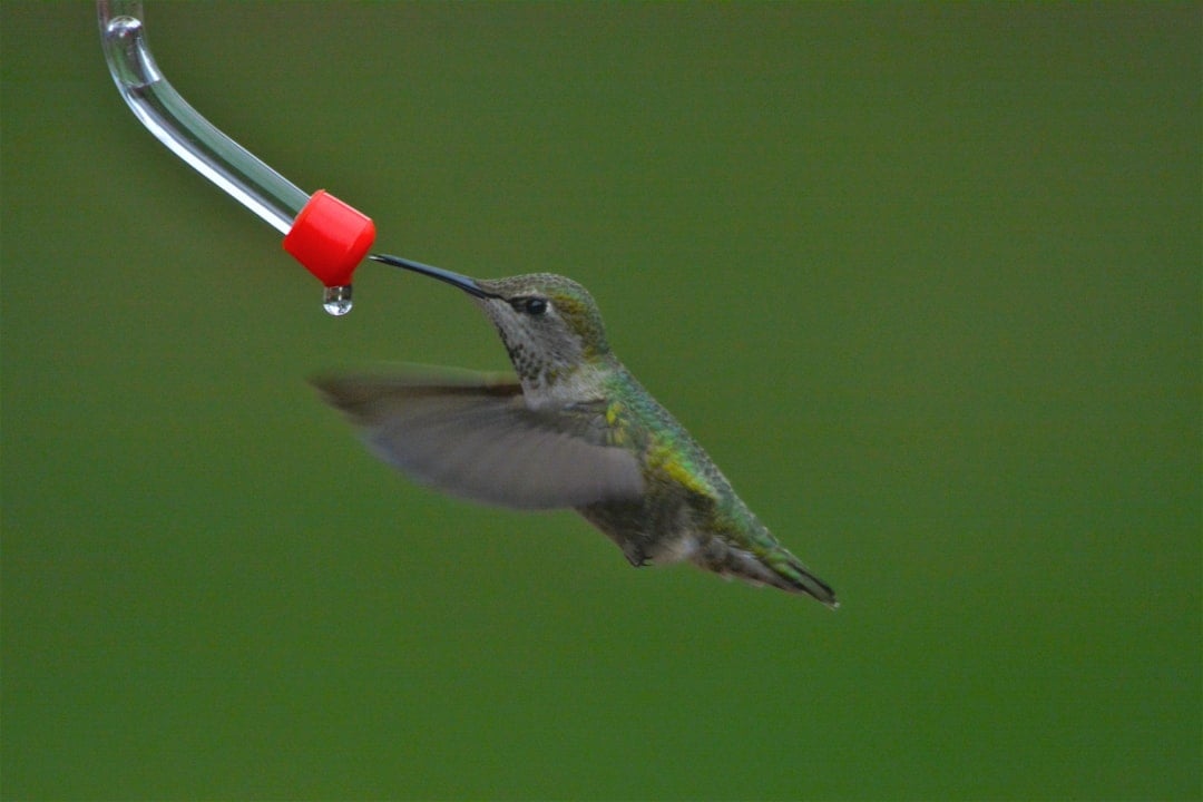 Virgo: The Meticulous Hummingbird (Image Credits: Unsplash)