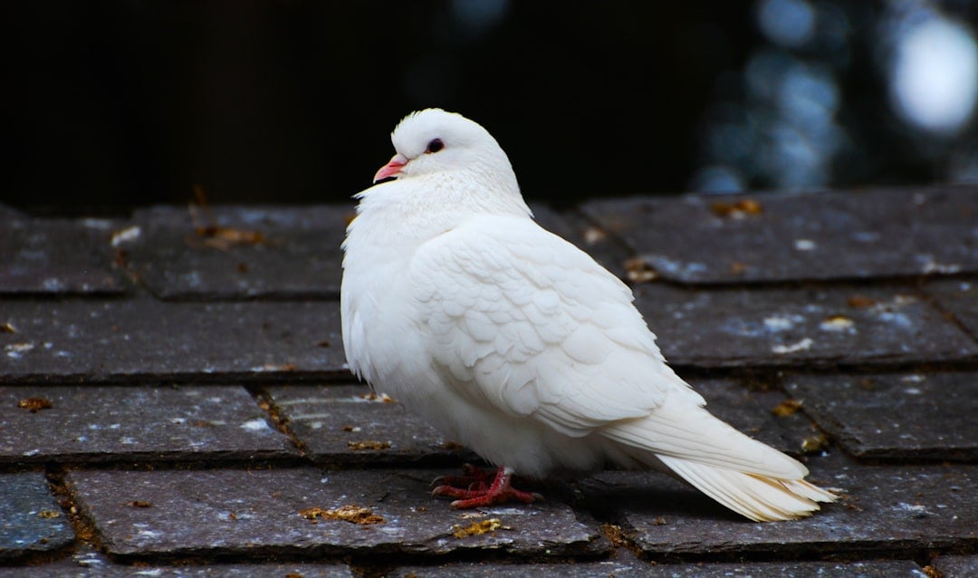 Libra: The Harmonious Dove (Image Credits: Unsplash)