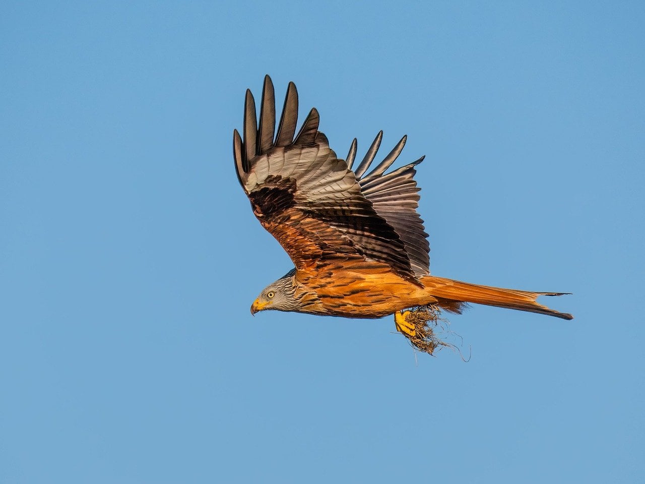 Sagittarius: The Adventurous Hawk (Image Credits: Pixabay)