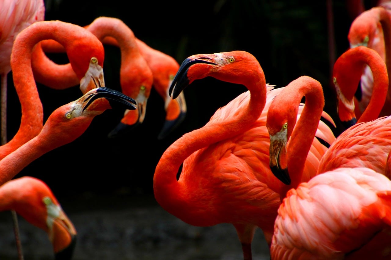 Aquarius: The Social Flamingo (Image Credits: Pixabay)