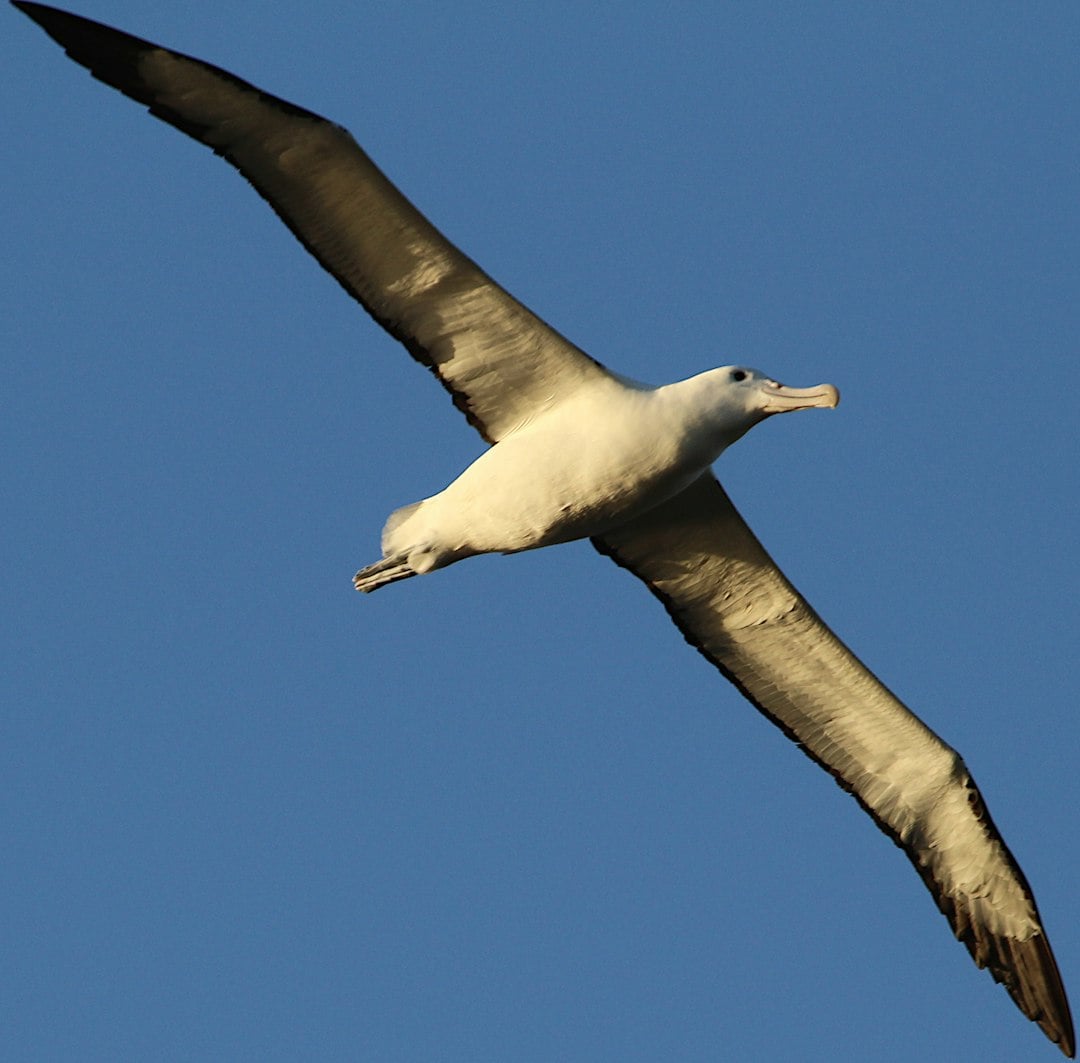 Pisces: The Dreamy Albatross (Image Credits: Unsplash)