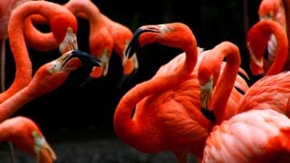 Which Bird Are You According to Your Zodiac Sign
