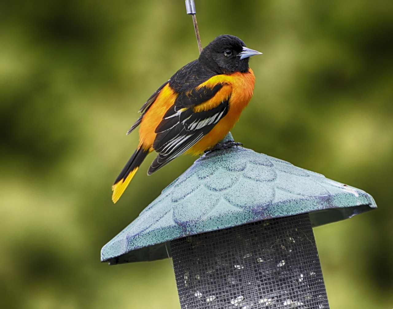 The Orange Connection (Image Credits: Pixabay)