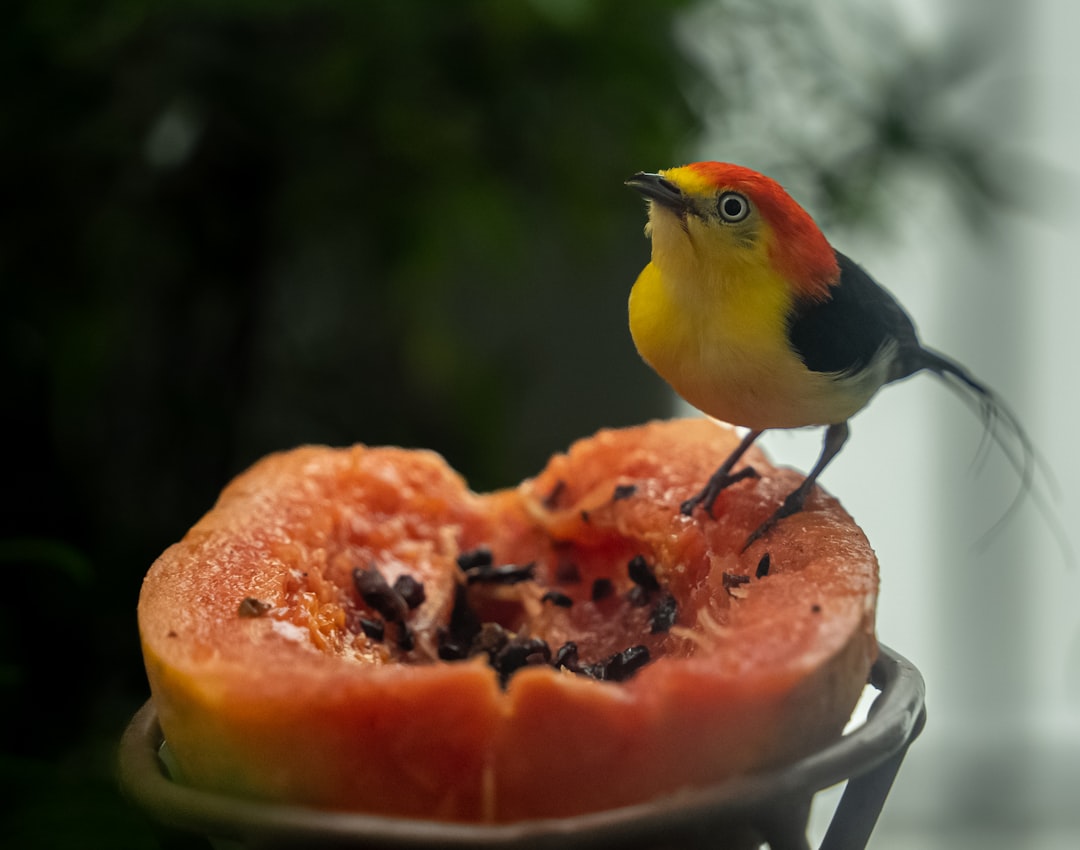 Fresh Fruit - Nature's Candy (Image Credits: Unsplash)