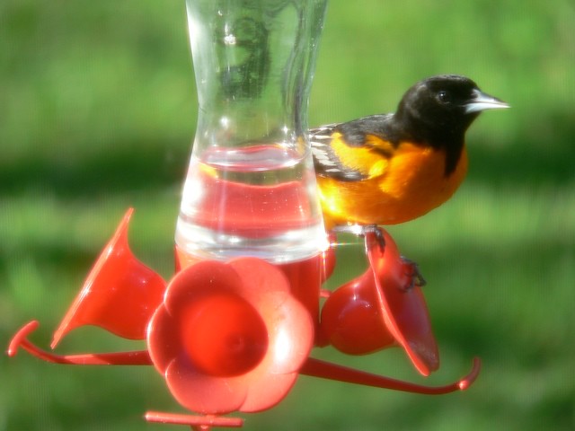Strategic Feeder Placement (Image Credits: Flickr)