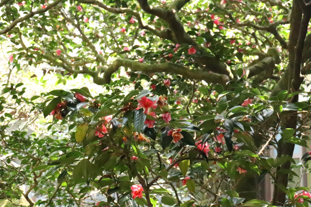 Native Plants for Natural Attraction (Image Credits: Unsplash)