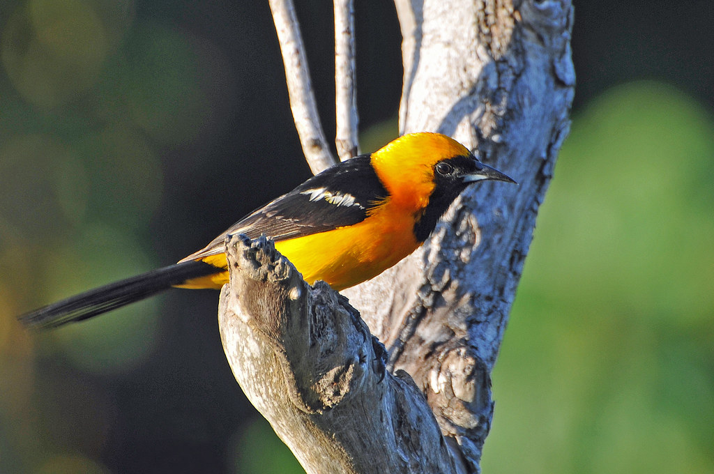 Understanding Their Nesting Needs (Image Credits: Flickr)