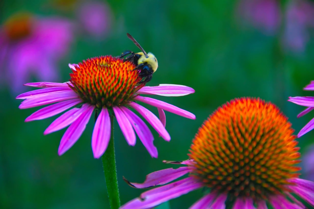 Purple Coneflower - The Pollinator Powerhouse (Image Credits: Pixabay)