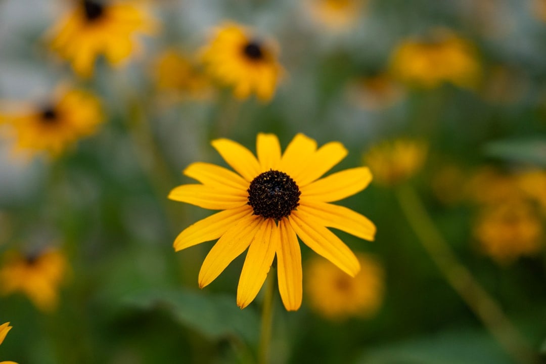 Black-Eyed Susan - The Cheerful Champion (Image Credits: Unsplash)