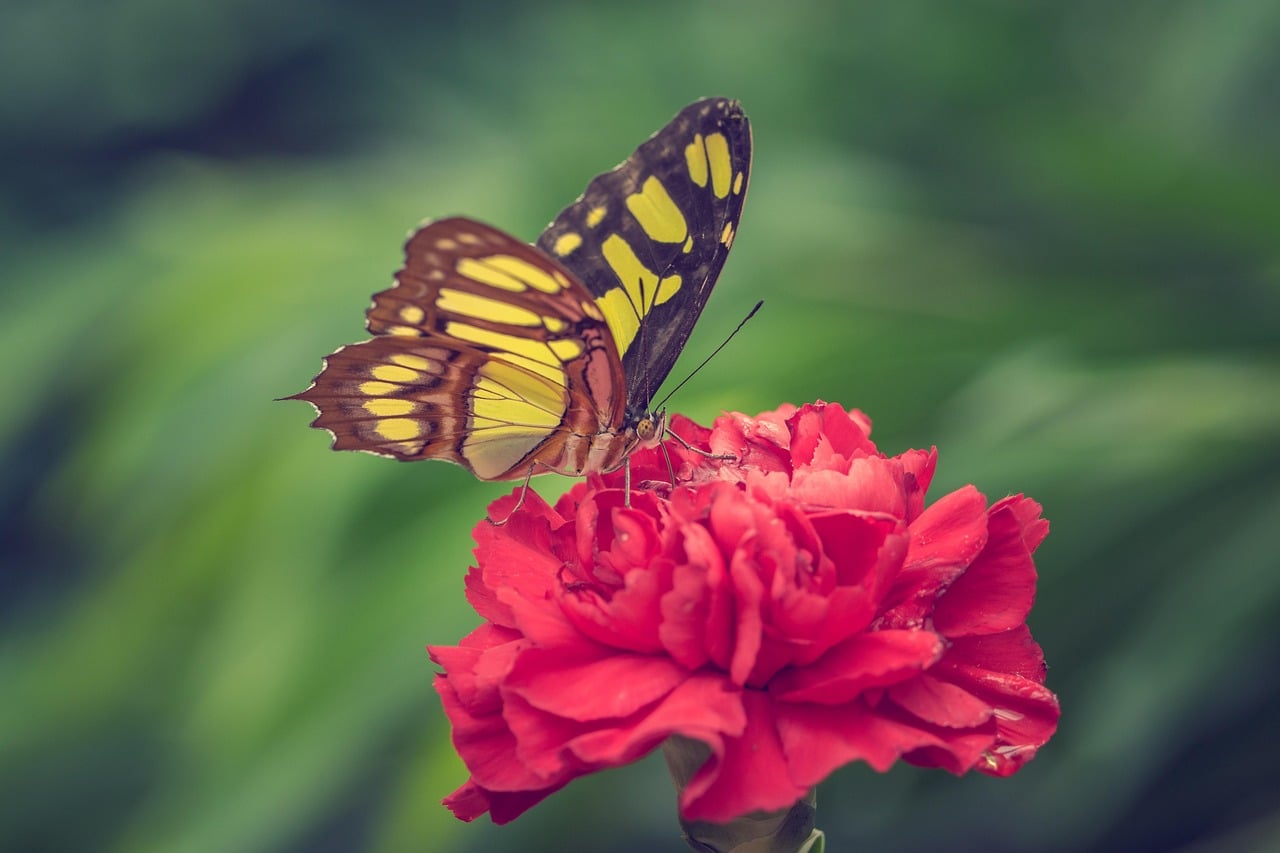 Milkweed - The Monarch's Lifeline (Image Credits: Pixabay)