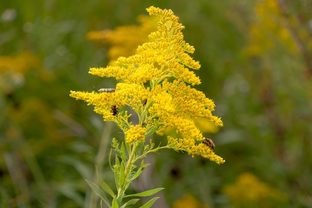 Goldenrod - The Misunderstood Marvel (Image Credits: Unsplash)