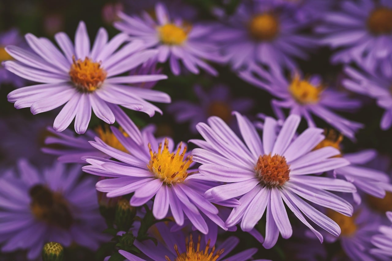 Asters - The Late Season Stars (Image Credits: Pixabay)
