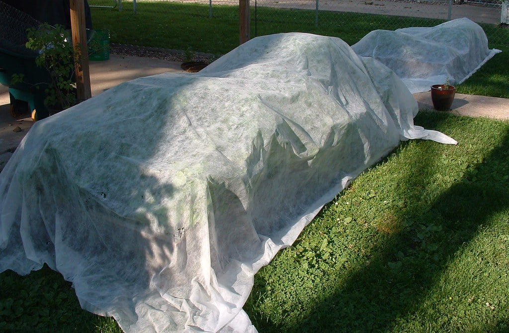 Deploy Floating Row Covers as Your First Line of Defense (Image Credits: Flickr)