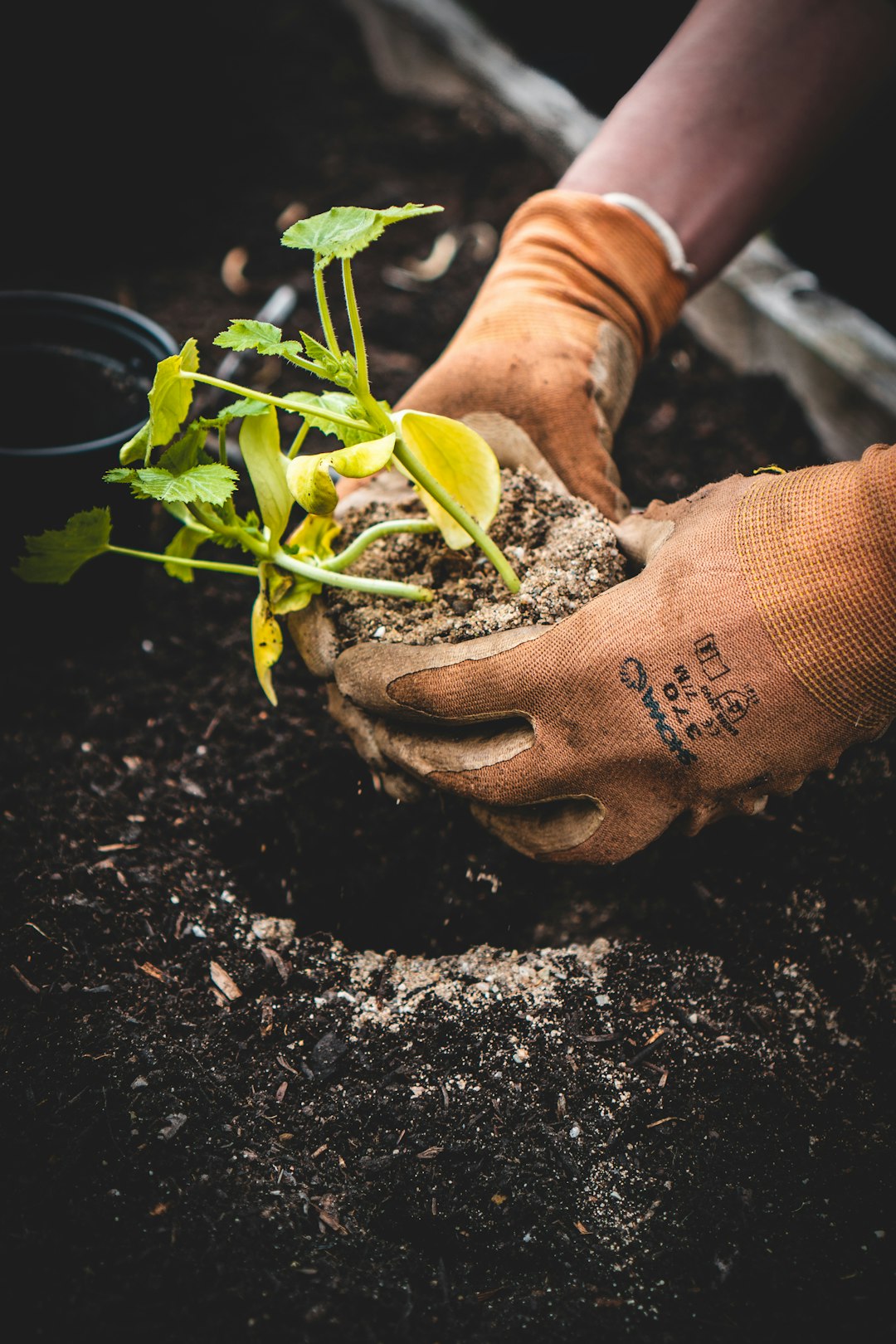 Create Strategic Companion Plant Barriers (Image Credits: Unsplash)
