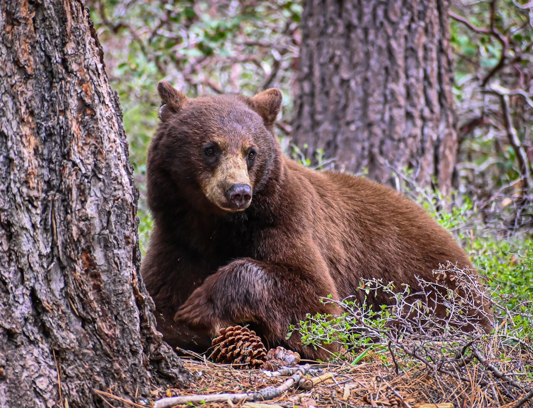 The Protective Bear: Strength Meets Nurturing Care (Image Credits: Unsplash)