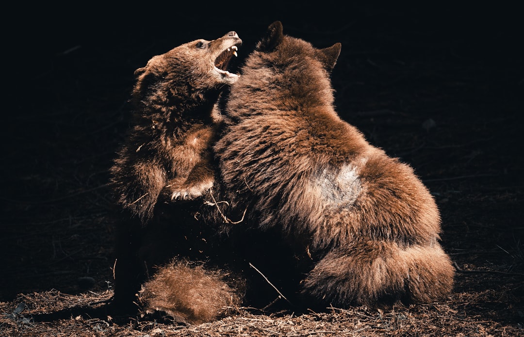 Leadership in Crisis: When Stakes Are Highest (Image Credits: Unsplash)