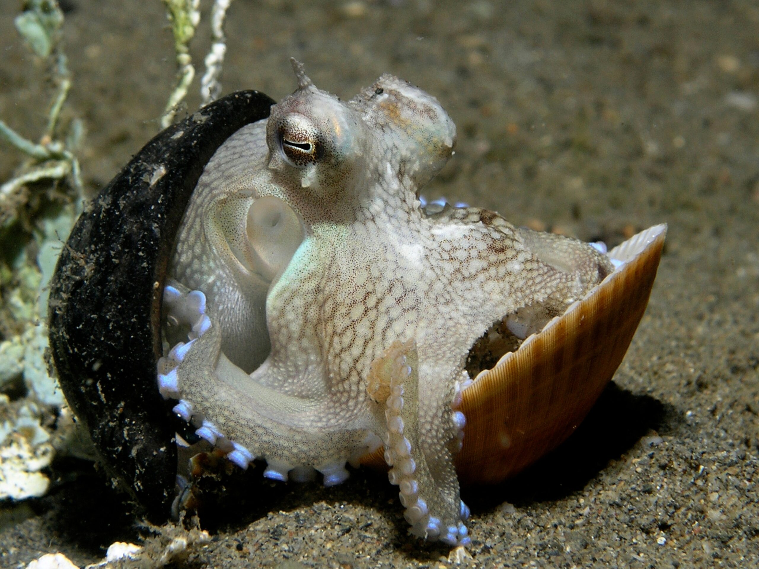 The Adaptable Survivor: Octopus (Image Credits: Wikimedia)