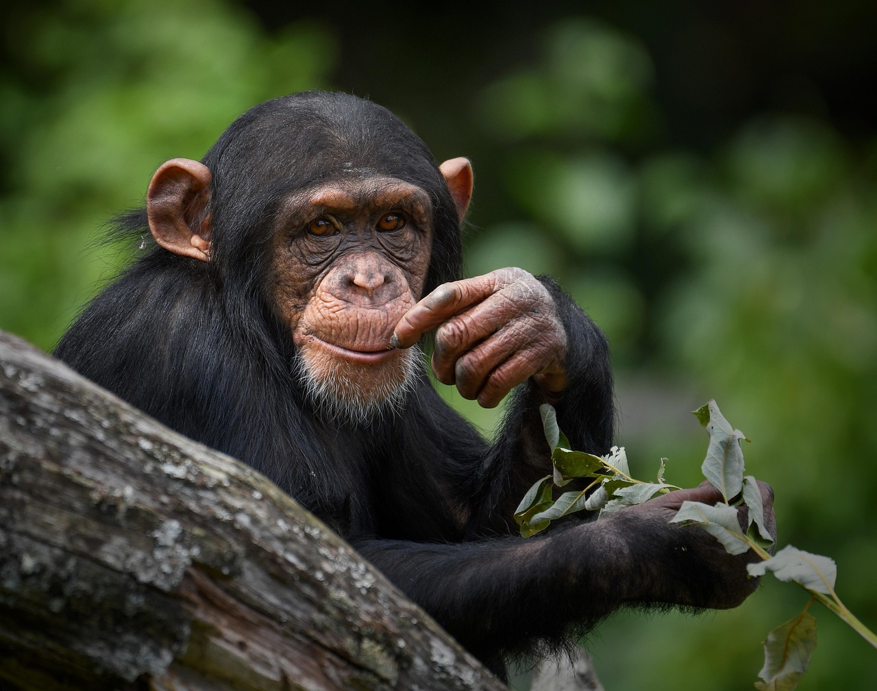 The Strategic Mastermind: Chimpanzee (Image Credits: Pixabay)