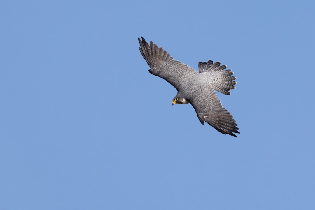 The Lightning Fast Reactor: Falcon (Image Credits: Unsplash)