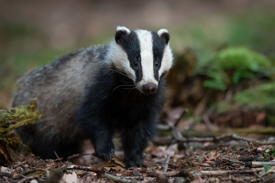 The Unbreakable Tank: Honey Badger (Image Credits: Unsplash)