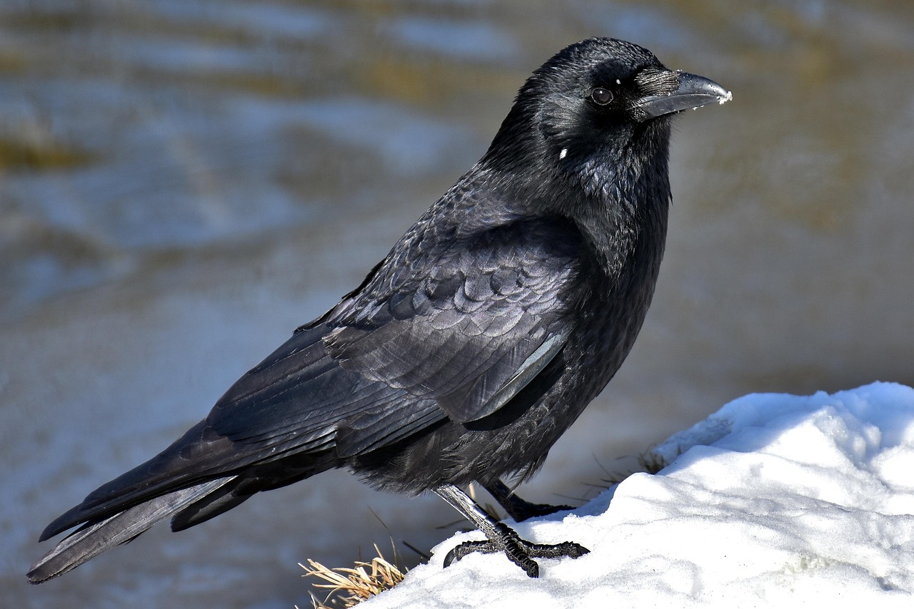 The Versatile Generalist: Crow (Image Credits: Pixabay)