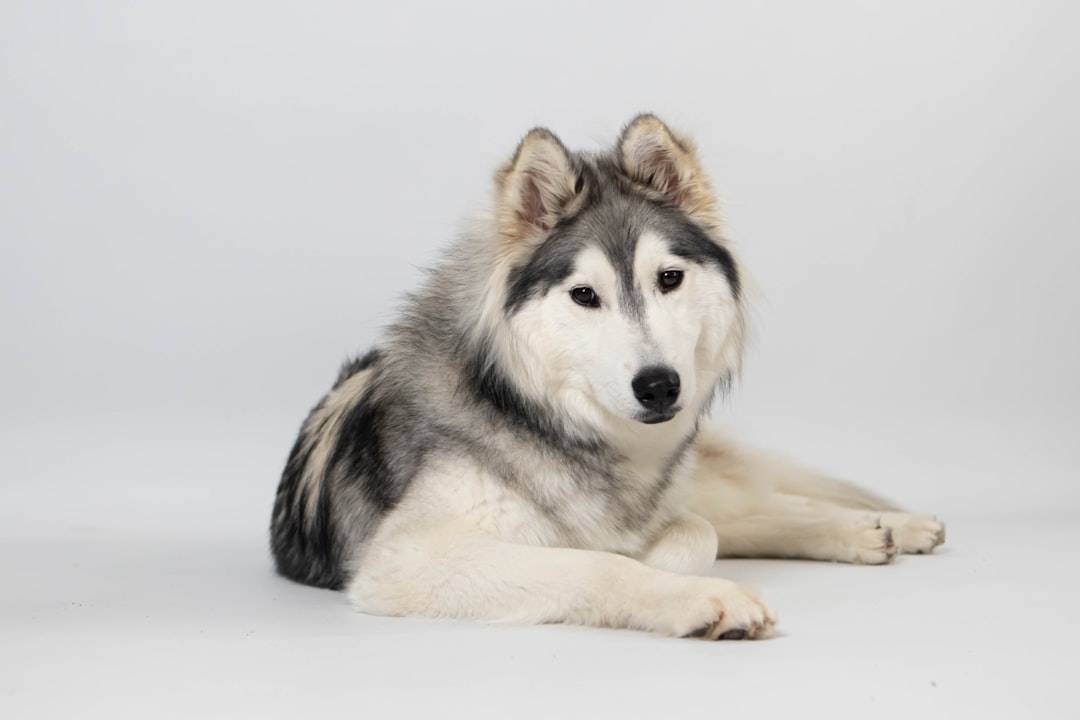 The Endurance Champion: Husky (Image Credits: Unsplash)