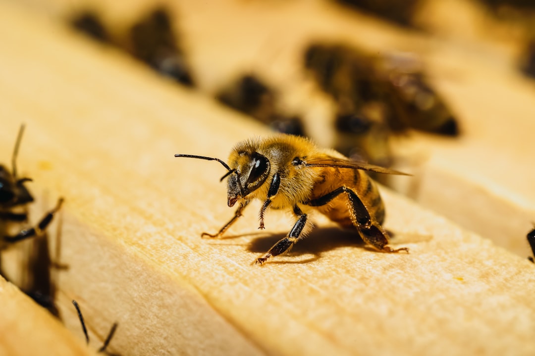 The Ultimate Coordinator: Honeybee (Image Credits: Unsplash)