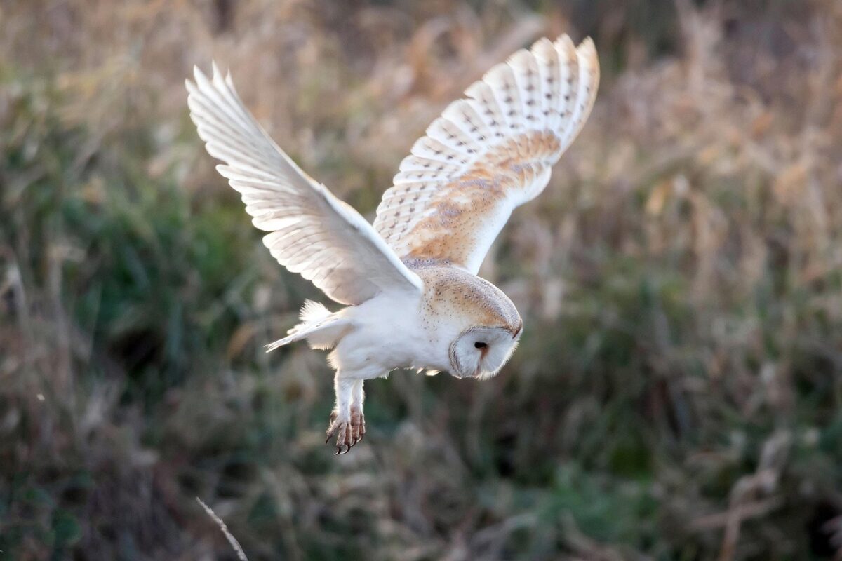 Which Animal Would Make the Best Fortnite or Apex Legends Teammate