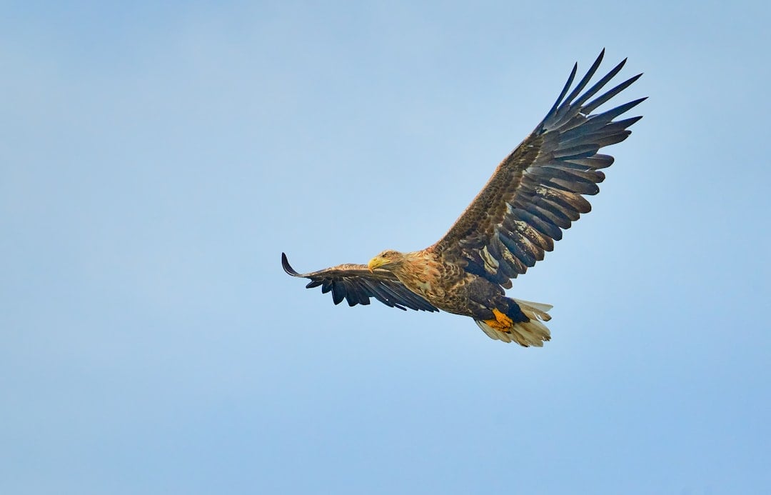 The Heavyweight Contender: Golden Eagle Dominance (Image Credits: Unsplash)