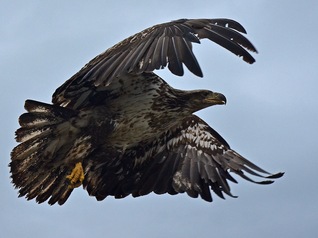 Speed and Precision: The Eagle's Aerial Advantage (Image Credits: Unsplash)