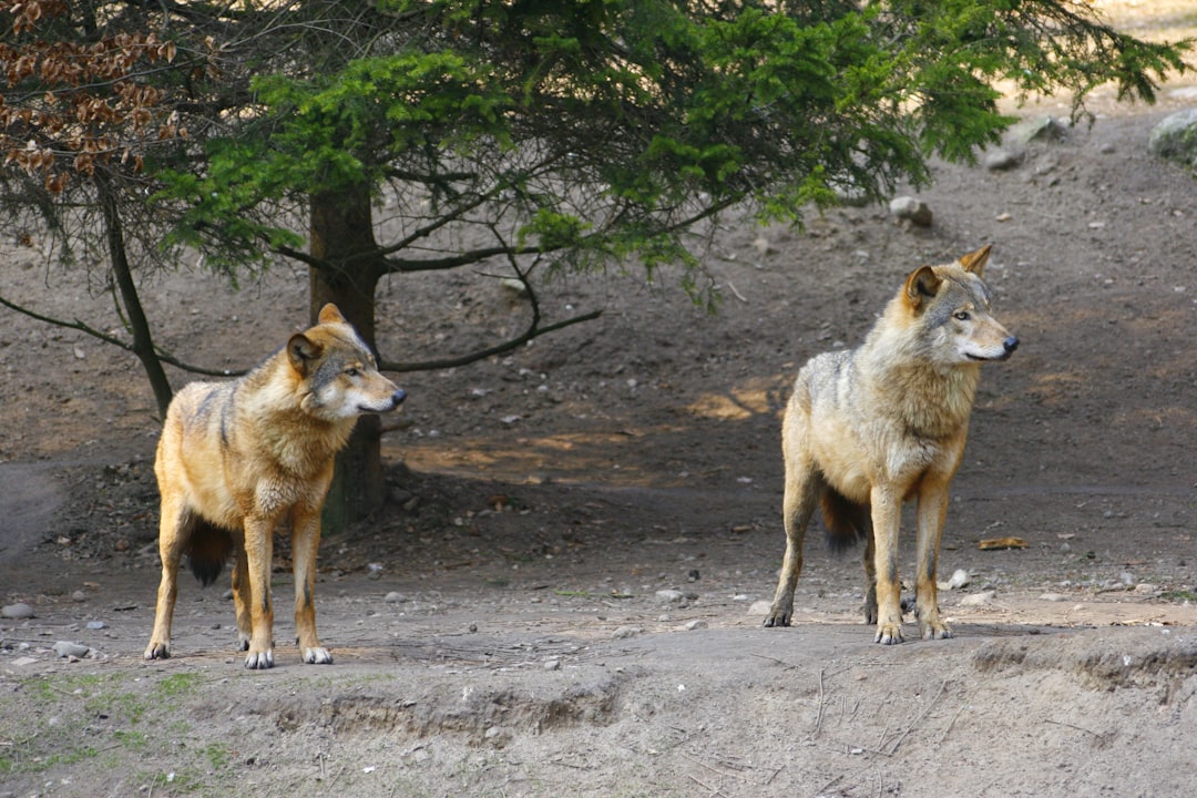 The Scrappy Underdog: Coyote Intelligence and Adaptability (Image Credits: Unsplash)