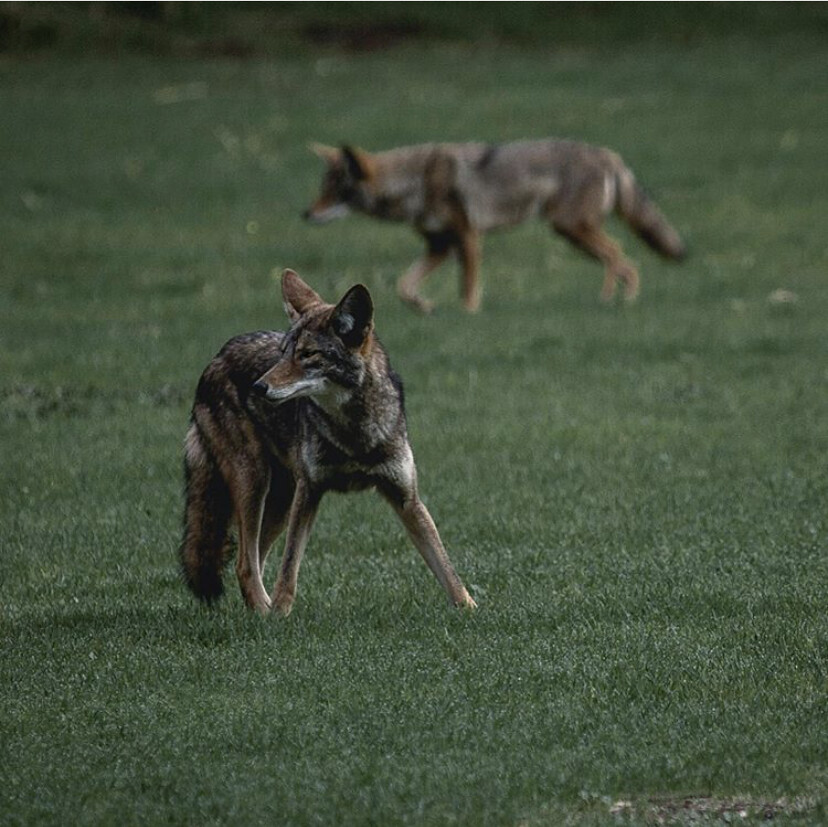 Pack Tactics: When Coyotes Hunt Together (Image Credits: Flickr)