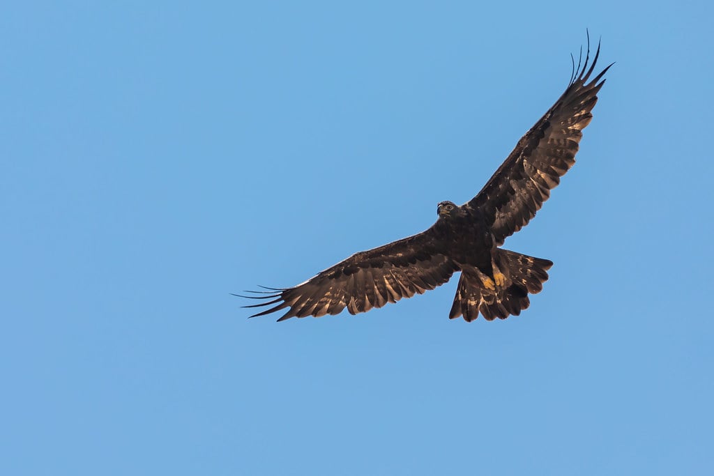 Historical Showdowns: Real-World Eagle vs. Coyote Encounters (Image Credits: Flickr)