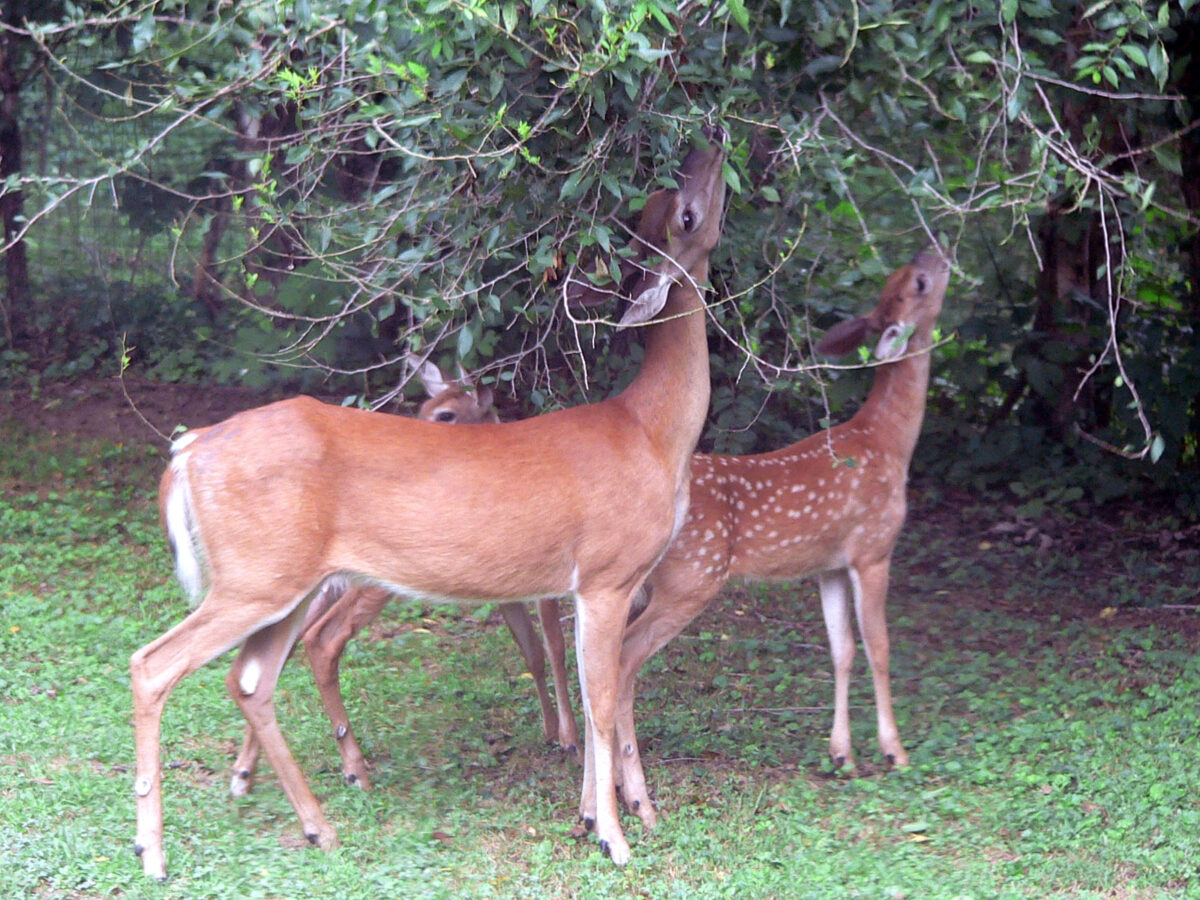 White-tailed Deer: Gentle Grazers for the Shire