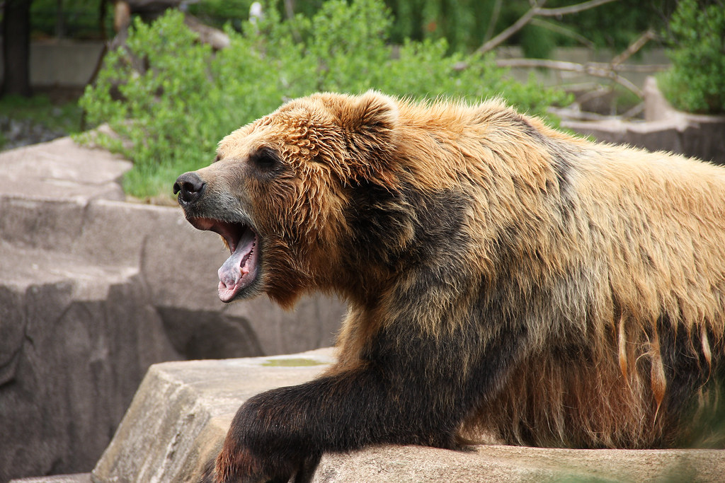 Brown Bears: The Ultimate Middle-earth Survivors (Image Credits: Flickr)