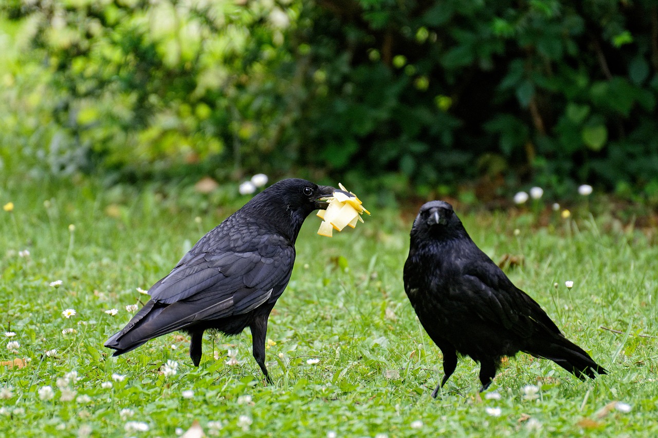 Ravens: The Perfect Middle-earth Scavengers (Image Credits: Pixabay)