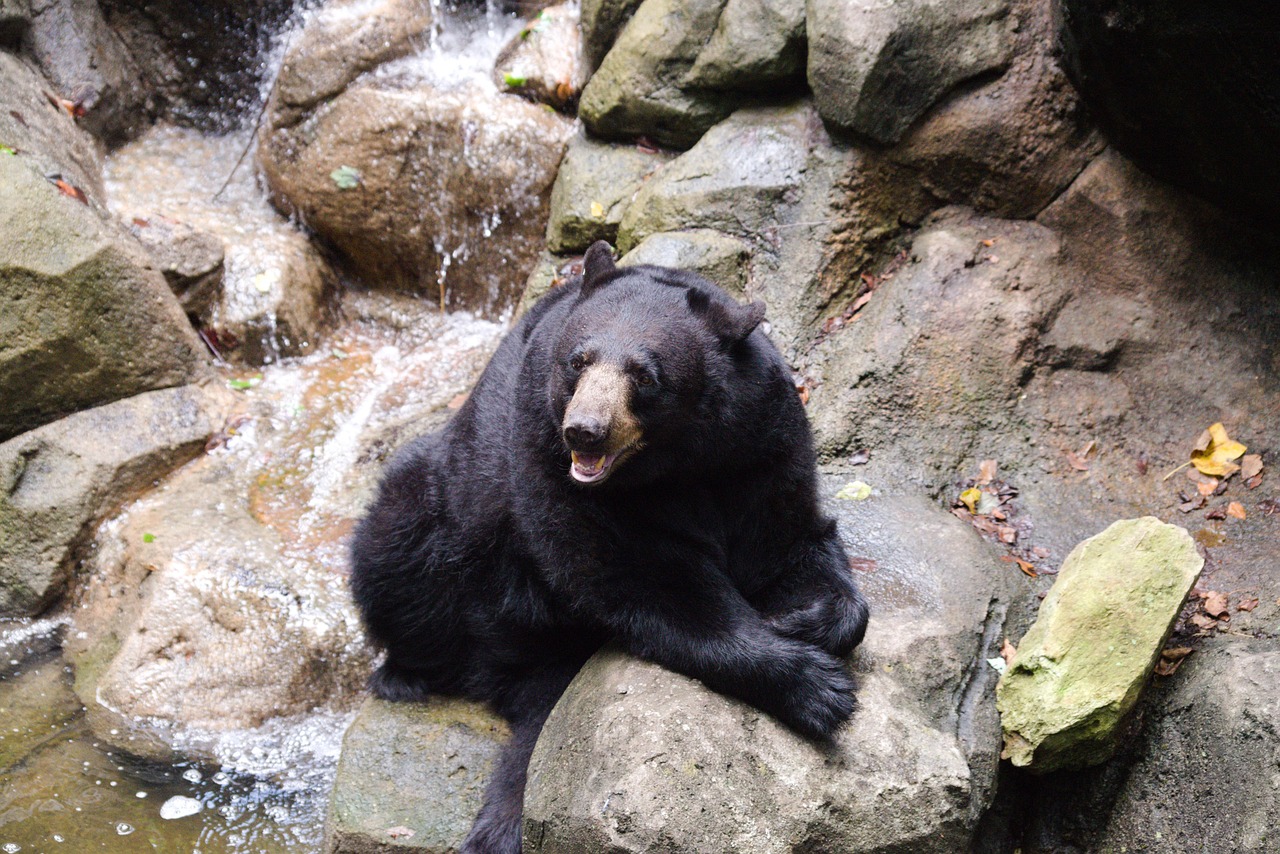 American Black Bears: Adaptable Forest Dwellers (Image Credits: Pixabay)