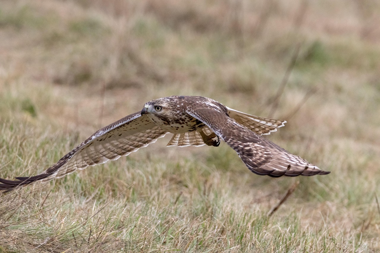 Red-tailed Hawks: Versatile Aerial Predators (Image Credits: Pixabay)