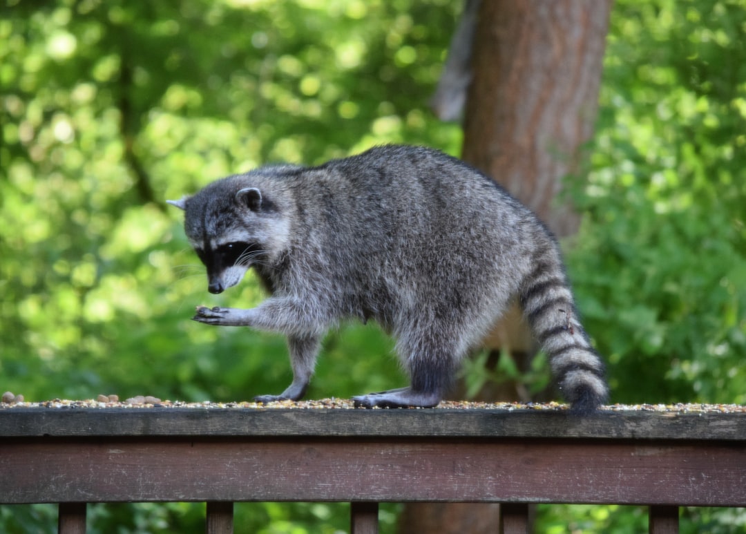 Raccoons: Clever Survivors with Human-like Hands (Image Credits: Unsplash)