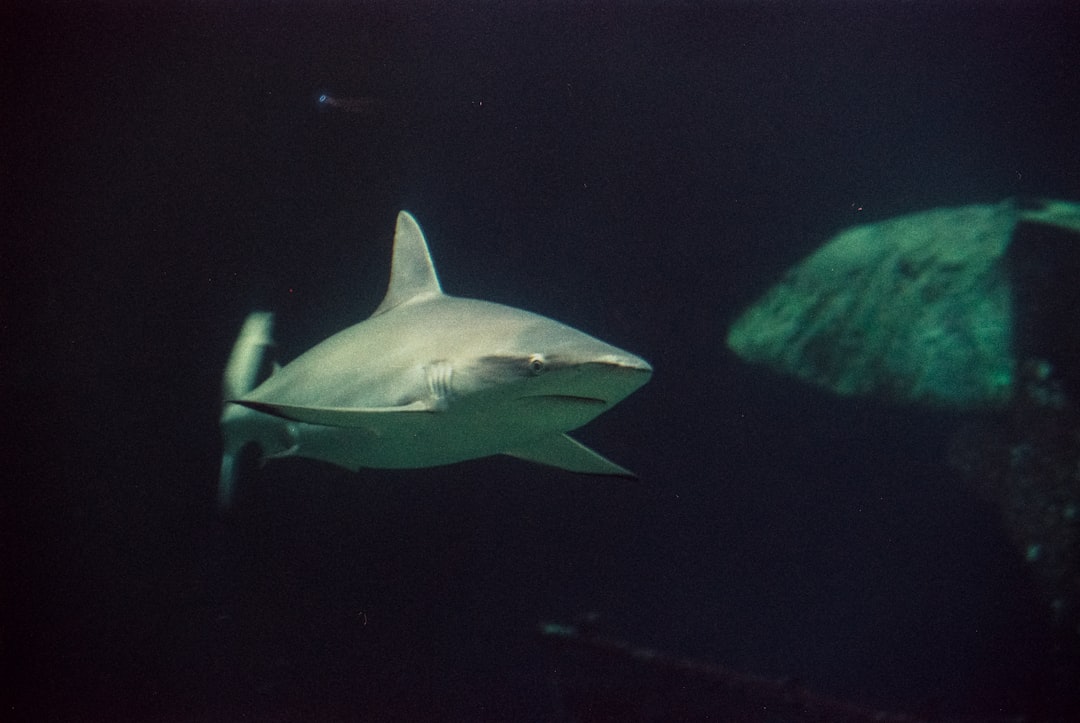 Poseidon - The Bull Shark (Image Credits: Unsplash)