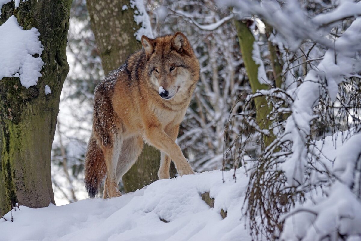 Artemis - The Wolf