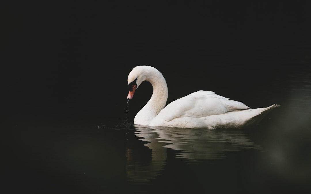 Aphrodite - The Swan (Image Credits: Unsplash)